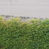 Otros Trabajos De Jardinería