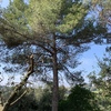 Talar árboles