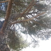 Talar árboles