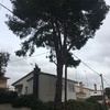 Talar árboles