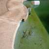 Reforma Piscina