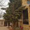 Talar árboles