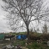 Otros Trabajos De Jardinería