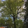 Talar árboles