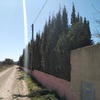 Talar árboles
