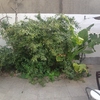 Mantener Jardín
