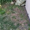 Plantar Cesped