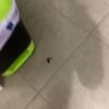 Fumigación o Desinsectación