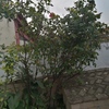Otros Trabajos De Jardinería