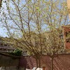 Mantener Jardín