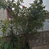 Otros Trabajos De Jardinería