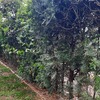 Construir Muro