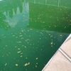 Limpieza puntual de piscina