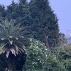 Talar árboles