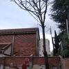 Talar árboles