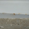 Revestir con Microcemento Vivienda