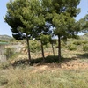 Talar árboles