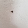 Fumigación o Desinsectación