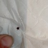 Fumigación o Desinsectación