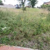 Desbrozar Jardín