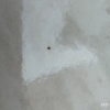 Fumigación o Desinsectación