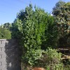 Mantener Jardín