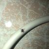 Fumigación o Desinsectación