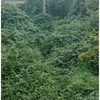 Desbrozar Jardín