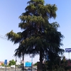 Talar árboles