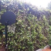 Desbrozar Jardín