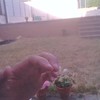 Plantar Cesped
