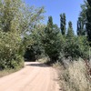 Talar árboles