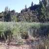 Desbrozar Jardín