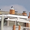 Instalar o Cambiar Campana Extractora