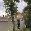Talar árboles