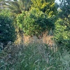 Desbrozar Jardín