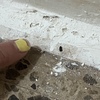 Fumigación o Desinsectación