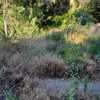 Desbrozar Jardín