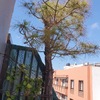 Talar árboles