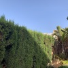 Mantener Jardín