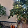 Pequeña Reforma Tejado Casa (Unifamiliar)
