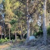Talar árboles