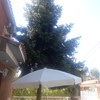 Talar árboles