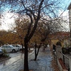 Talar árboles