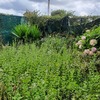 Mantener Jardín