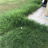Mantener Jardín