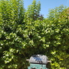 Otros Trabajos De Jardinería