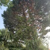 Otros Trabajos De Jardinería