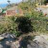Desbrozar Jardín