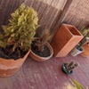 Desbrozar Jardín